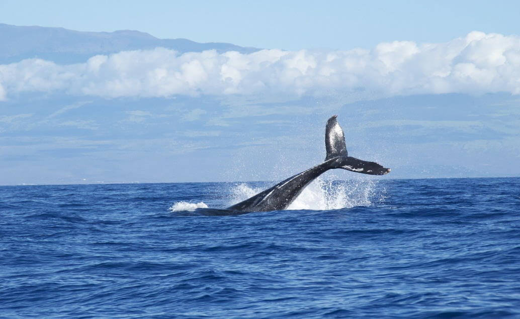Do Kostariky za velrybami